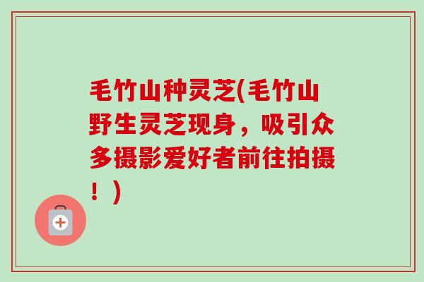 毛竹山种灵芝(毛竹山野生灵芝现身,吸引众多摄影爱好者前往拍摄!) 毛竹山种灵芝(毛竹山野生灵芝现身,吸引众多摄影爱好者前往拍摄!)