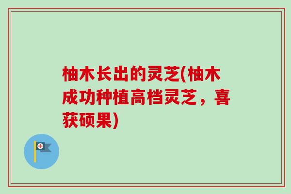柚木长出的灵芝(柚木成功种植高档灵芝,喜获硕果) 柚木长出的灵芝(柚木成功种植高档灵芝,喜获硕果)