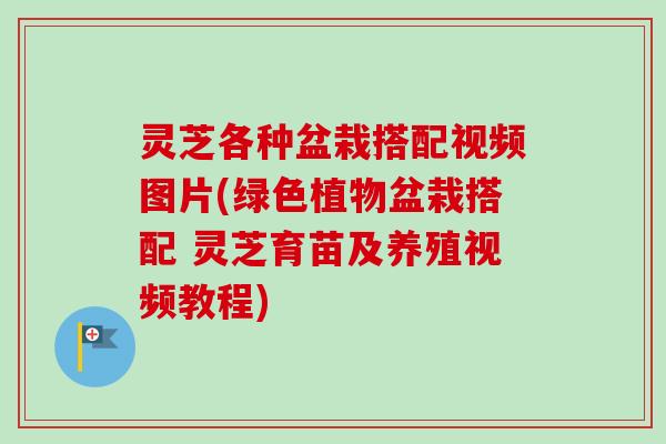 灵芝各种盆栽搭配视频图片(绿色植物盆栽搭配 灵芝育苗及养殖视频教程)