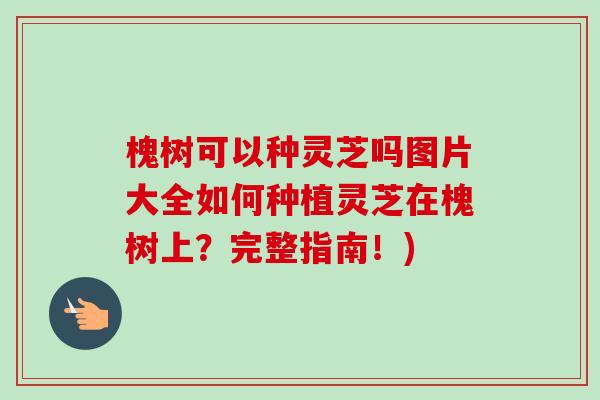 槐树可以种灵芝吗图片大全如何种植灵芝在槐树上？完整指南！)