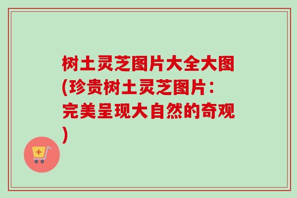树土灵芝图片大全大图(珍贵树土灵芝图片：完美呈现大自然的奇观)