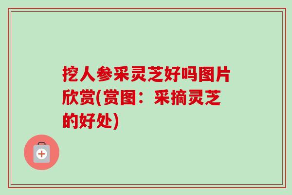 挖人参采灵芝好吗图片欣赏(赏图：采摘灵芝的好处)
