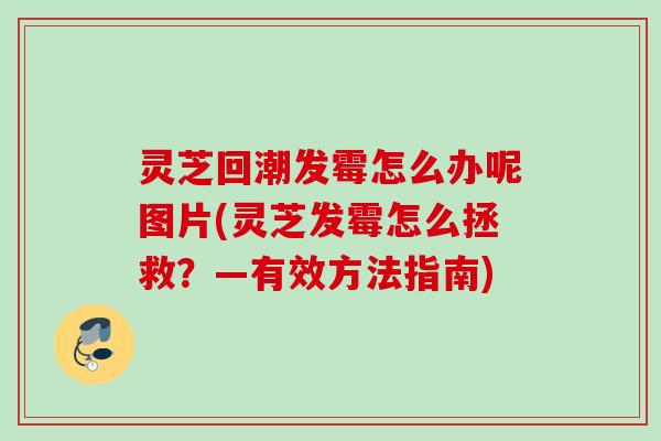 灵芝回潮发霉怎么办呢图片(灵芝发霉怎么拯救?—有效方法指南) 灵芝回潮发霉怎么办呢图片(灵芝发霉怎么拯救?—有效方法指南)