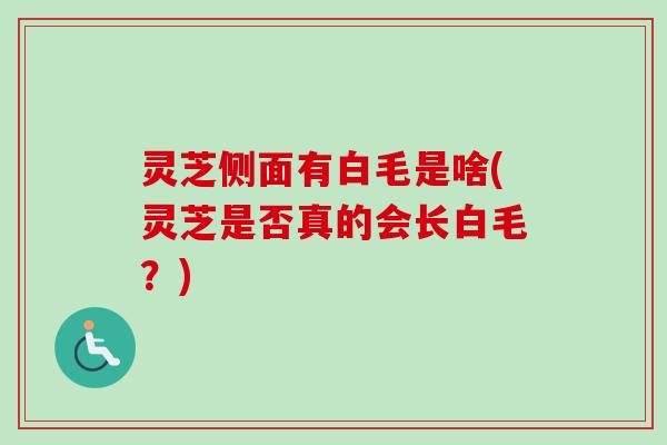 灵芝侧面有白毛是啥(灵芝是否真的会长白毛?) 灵芝侧面有白毛是啥(灵芝是否真的会长白毛?)