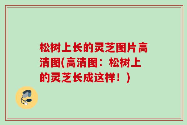 松树上长的灵芝图片高清图(高清图:松树上的灵芝长成这样!) 松树上长的灵芝图片高清图(高清图:松树上的灵芝长成这样!)