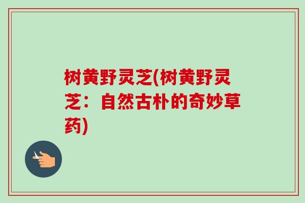 树黄野灵芝(树黄野灵芝：自然古朴的奇妙草药)