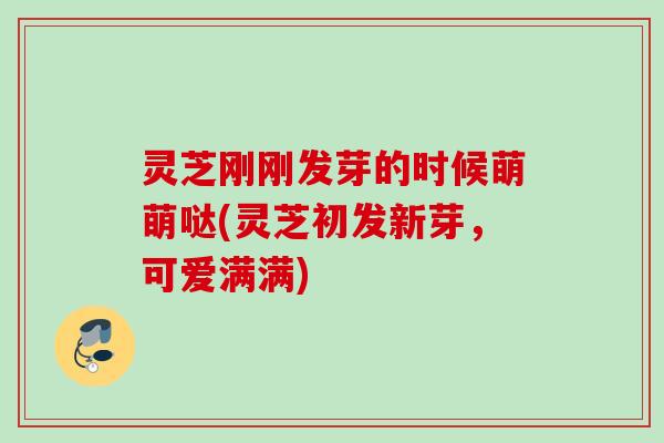 灵芝刚刚发芽的时候萌萌哒(灵芝初发新芽，可爱满满)