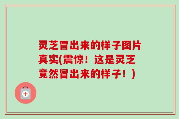 灵芝冒出来的样子图片真实(震惊!这是灵芝竟然冒出来的样子!) 灵芝冒出来的样子图片真实(震惊!这是灵芝竟然冒出来的样子!)