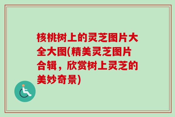 核桃树上的灵芝图片大全大图(精美灵芝图片合辑,欣赏树上灵芝的美妙奇景) 核桃树上的灵芝图片大全大图(精美灵芝图片合辑,欣赏树上灵芝的美妙奇景)