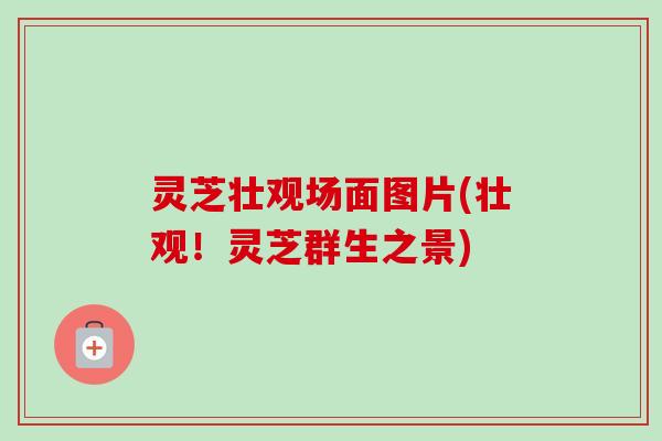 灵芝壮观场面图片(壮观!灵芝群生之景) 灵芝壮观场面图片(壮观!灵芝群生之景)
