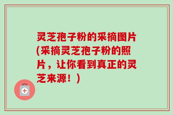 灵芝孢子粉的采摘图片(采摘灵芝孢子粉的照片,让你看到真正的灵芝来源!) 灵芝孢子粉的采摘图片(采摘灵芝孢子粉的照片,让你看到真正的灵芝来源!)