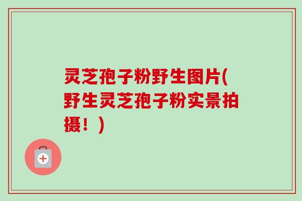 灵芝孢子粉野生图片(野生灵芝孢子粉实景拍摄!) 灵芝孢子粉野生图片(野生灵芝孢子粉实景拍摄!)
