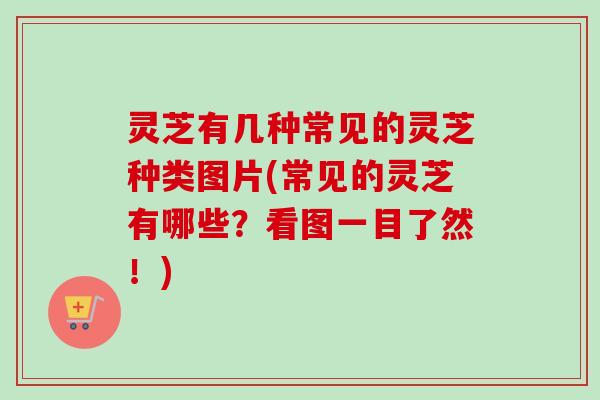 灵芝有几种常见的灵芝种类图片(常见的灵芝有哪些?看图一目了然!) 灵芝有几种常见的灵芝种类图片(常见的灵芝有哪些?看图一目了然!)