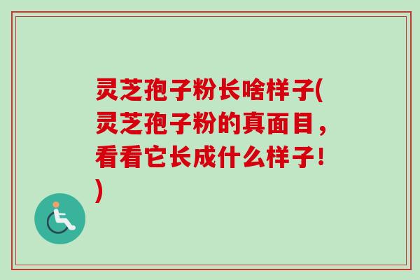 灵芝孢子粉长啥样子(灵芝孢子粉的真面目,看看它长成什么样子!) 灵芝孢子粉长啥样子(灵芝孢子粉的真面目,看看它长成什么样子!)