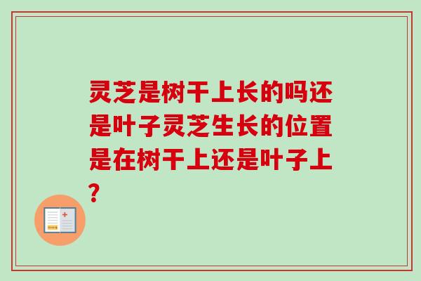 灵芝是树干上长的吗还是叶子灵芝生长的位置是在树干上还是叶子上? 灵芝是树干上长的吗还是叶子灵芝生长的位置是在树干上还是叶子上?