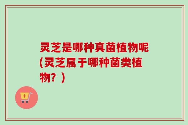 灵芝是哪种真菌植物呢(灵芝属于哪种菌类植物?) 灵芝是哪种真菌植物呢(灵芝属于哪种菌类植物?)