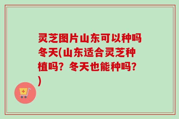 灵芝图片山东可以种吗冬天(山东适合灵芝种植吗?冬天也能种吗?) 灵芝图片山东可以种吗冬天(山东适合灵芝种植吗?冬天也能种吗?)