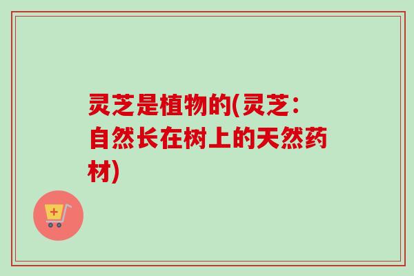 灵芝是植物的(灵芝:自然长在树上的天然药材) 灵芝是植物的(灵芝:自然长在树上的天然药材)