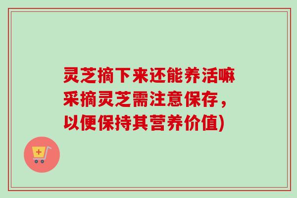 灵芝摘下来还能养活嘛采摘灵芝需注意保存，以便保持其营养价值)