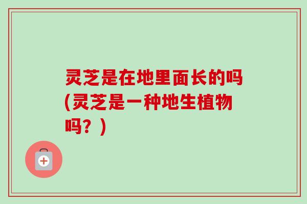 灵芝是在地里面长的吗(灵芝是一种地生植物吗?) 灵芝是在地里面长的吗(灵芝是一种地生植物吗?)