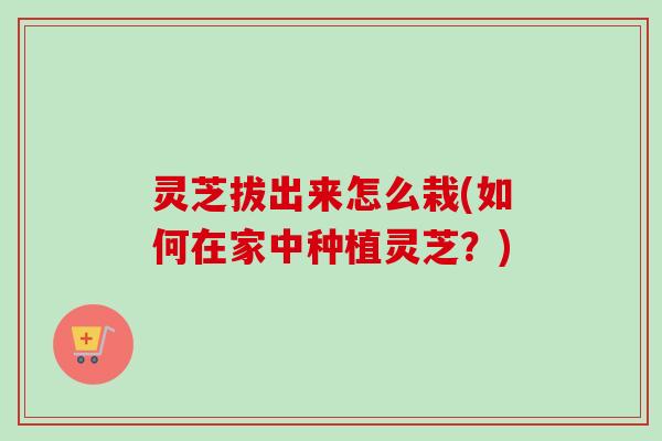 灵芝拔出来怎么栽(如何在家中种植灵芝？)