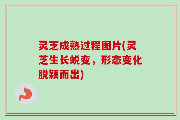 灵芝成熟过程图片(灵芝生长蜕变,形态变化脱颖而出) 灵芝成熟过程图片(灵芝生长蜕变,形态变化脱颖而出)