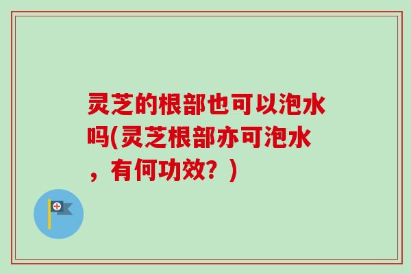 灵芝的根部也可以泡水吗(灵芝根部亦可泡水，有何功效？)