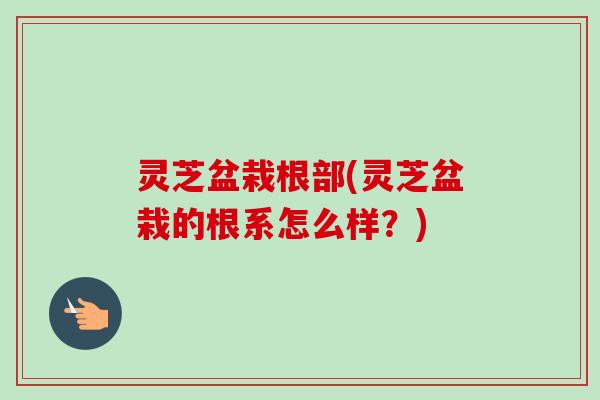 灵芝盆栽根部(灵芝盆栽的根系怎么样？)