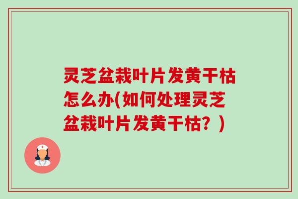 灵芝盆栽叶片发黄干枯怎么办(如何处理灵芝盆栽叶片发黄干枯?) 灵芝盆栽叶片发黄干枯怎么办(如何处理灵芝盆栽叶片发黄干枯?)