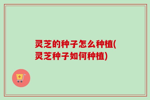 灵芝的种子怎么种植(灵芝种子如何种植) 灵芝的种子怎么种植(灵芝种子如何种植)