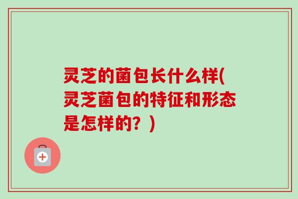 灵芝的菌包长什么样(灵芝菌包的特征和形态是怎样的?) 灵芝的菌包长什么样(灵芝菌包的特征和形态是怎样的?)