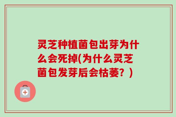 灵芝种植菌包出芽为什么会死掉(为什么灵芝菌包发芽后会枯萎?) 灵芝种植菌包出芽为什么会死掉(为什么灵芝菌包发芽后会枯萎?)