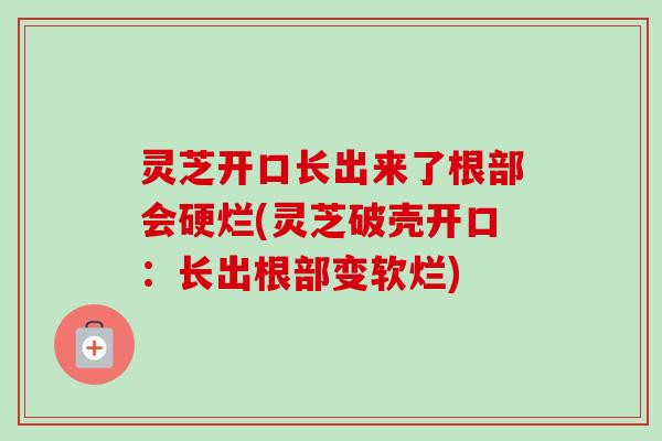 灵芝开口长出来了根部会硬烂(灵芝破壳开口：长出根部变软烂)