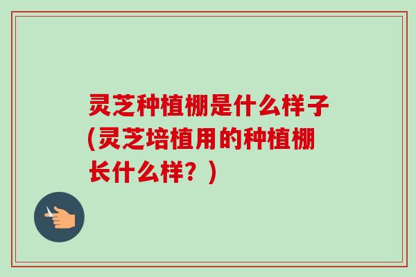 灵芝种植棚是什么样子(灵芝培植用的种植棚长什么样?) 灵芝种植棚是什么样子(灵芝培植用的种植棚长什么样?)