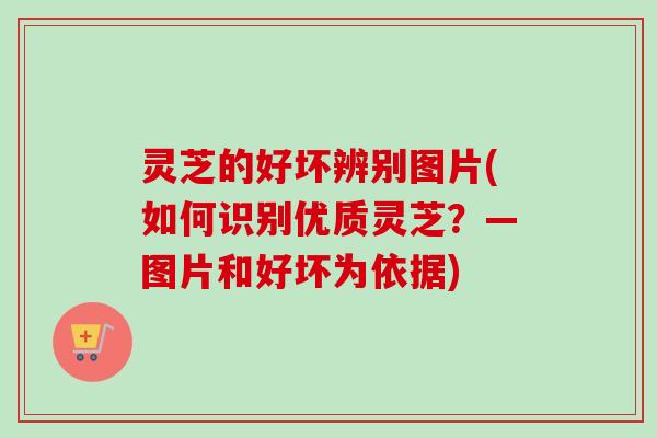 灵芝的好坏辨别图片(如何识别优质灵芝?—图片和好坏为依据) 灵芝的好坏辨别图片(如何识别优质灵芝?—图片和好坏为依据)