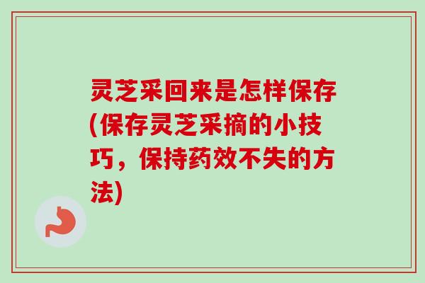 灵芝采回来是怎样保存(保存灵芝采摘的小技巧，保持不失的方法)