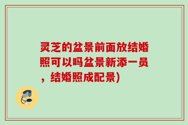 灵芝的盆景前面放结婚照可以吗盆景新添一员,结婚照成配景) 灵芝的盆景前面放结婚照可以吗盆景新添一员,结婚照成配景)
