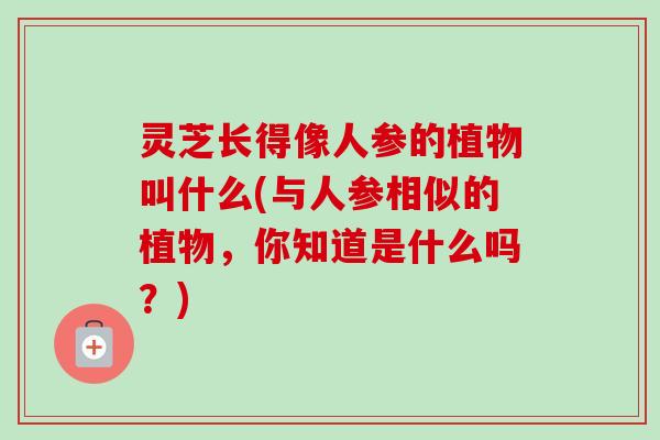 灵芝长得像人参的植物叫什么(与人参相似的植物，你知道是什么吗？)
