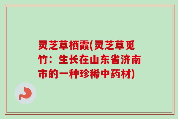 灵芝草栖霞(灵芝草觅竹:生长在山东省济南市的一种珍稀材) 灵芝草栖霞(灵芝草觅竹:生长在山东省济南市的一种珍稀材)