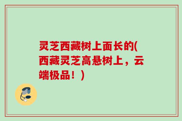 灵芝西藏树上面长的(西藏灵芝高悬树上，云端极品！)