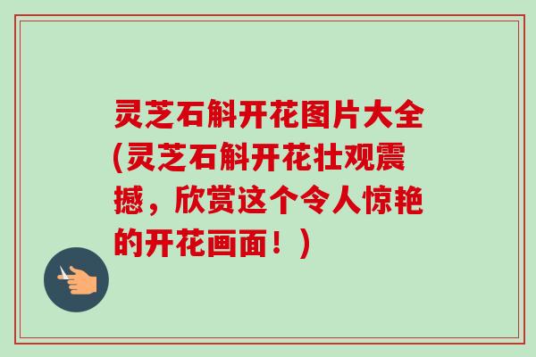 灵芝石斛开花图片大全(灵芝石斛开花壮观震撼,欣赏这个令人惊艳的开花画面!) 灵芝石斛开花图片大全(灵芝石斛开花壮观震撼,欣赏这个令人惊艳的开花画面!)