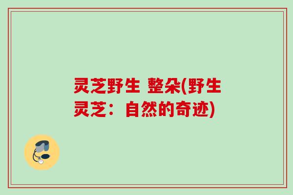 灵芝野生 整朵(野生灵芝:自然的奇迹) 灵芝野生 整朵(野生灵芝:自然的奇迹)