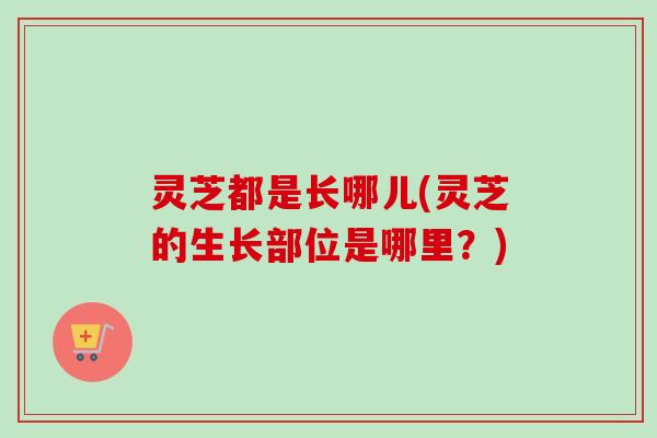 灵芝都是长哪儿(灵芝的生长部位是哪里?) 灵芝都是长哪儿(灵芝的生长部位是哪里?)