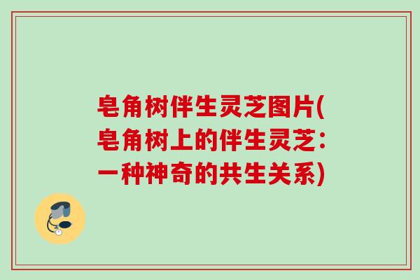 皂角树伴生灵芝图片(皂角树上的伴生灵芝:一种神奇的共生关系) 皂角树伴生灵芝图片(皂角树上的伴生灵芝:一种神奇的共生关系)
