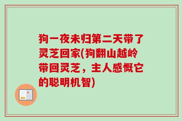 狗一夜未归第二天带了灵芝回家(狗翻山越岭带回灵芝,主人感慨它的聪明机智) 狗一夜未归第二天带了灵芝回家(狗翻山越岭带回灵芝,主人感慨它的聪明机智)