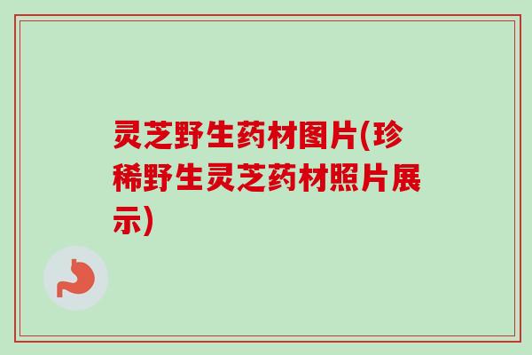 灵芝野生药材图片(珍稀野生灵芝药材照片展示)