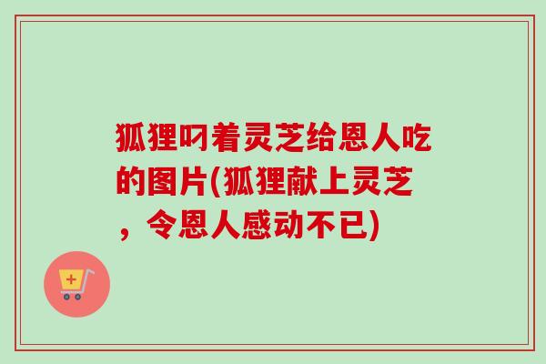 狐狸叼着灵芝给恩人吃的图片(狐狸献上灵芝,令恩人感动不已) 狐狸叼着灵芝给恩人吃的图片(狐狸献上灵芝,令恩人感动不已)