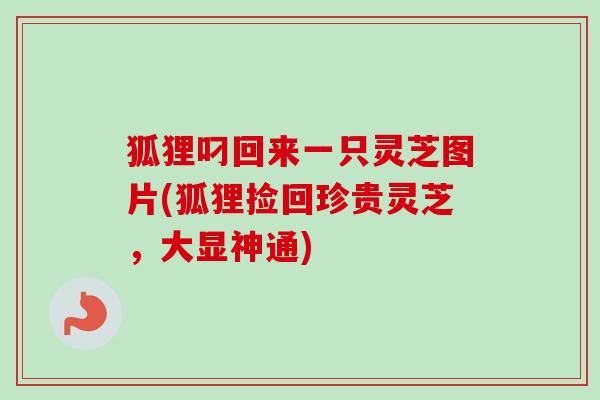 狐狸叼回来一只灵芝图片(狐狸捡回珍贵灵芝,大显神通) 狐狸叼回来一只灵芝图片(狐狸捡回珍贵灵芝,大显神通)