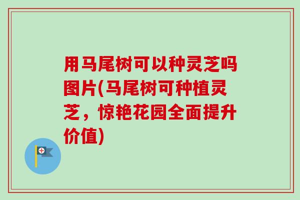 用马尾树可以种灵芝吗图片(马尾树可种植灵芝,惊艳花园全面提升价值) 用马尾树可以种灵芝吗图片(马尾树可种植灵芝,惊艳花园全面提升价值)