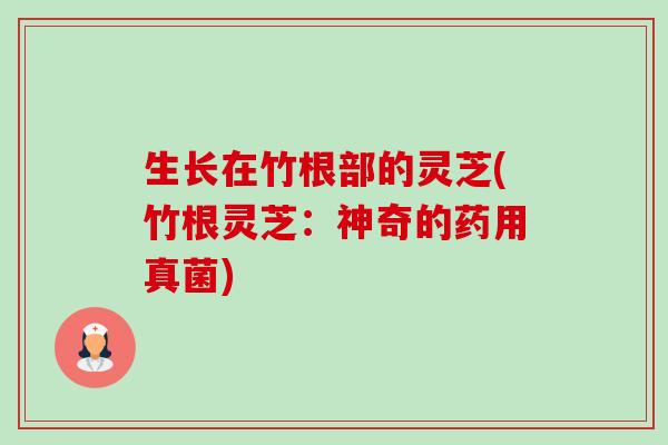 生长在竹根部的灵芝(竹根灵芝:神奇的药用真菌) 生长在竹根部的灵芝(竹根灵芝:神奇的药用真菌)